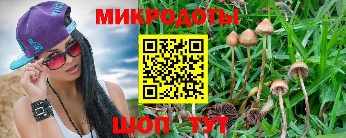 Галлюциногенные грибы Psilocybe Казань
